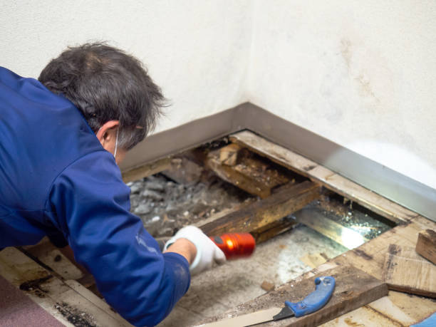Best Certified Mold Removal  in Hayward, CA
