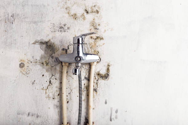 Best Emergency Mold Removal  in Hayward, CA