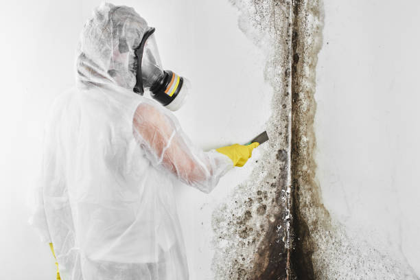Hayward, CA Mold Removal Company