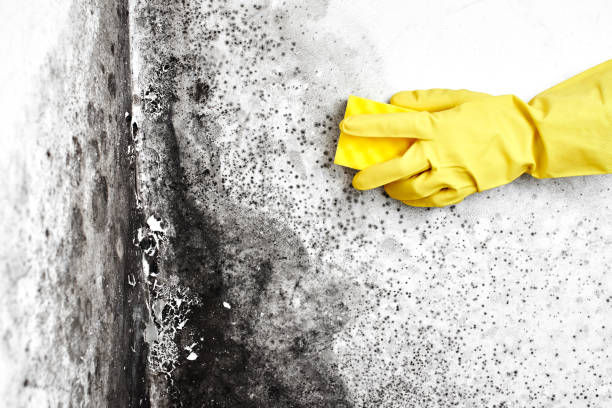 Best Crawl Space Mold Removal  in Hayward, CA
