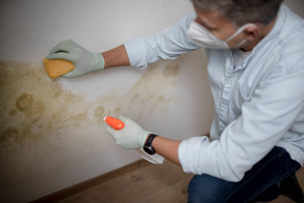 Best Fast Mold Removal  in Hayward, CA