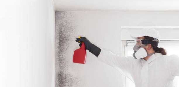 Best Mold Testing  in Hayward, CA