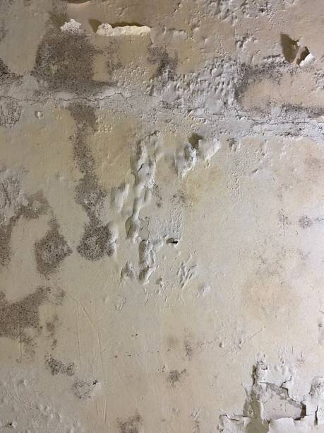 Best Attic Mold Removal  in Hayward, CA