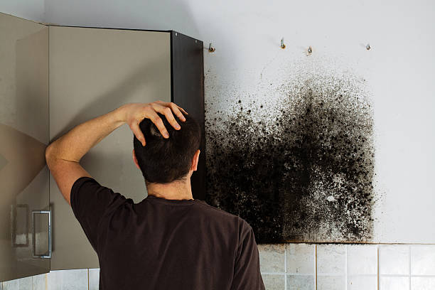 Best Mold Testing  in Hayward, CA