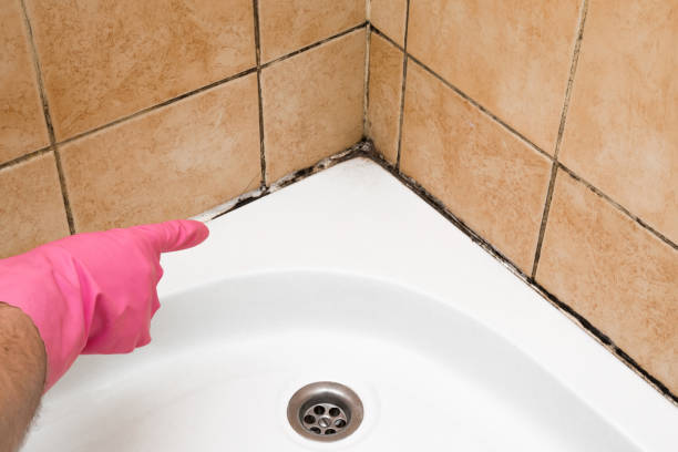 Best Mold Cleaning Services  in Hayward, CA