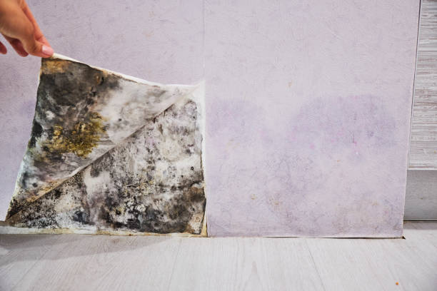 Best Professional Mold Removal  in Hayward, CA